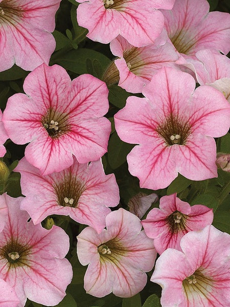 Hanging Basket - Little Moments