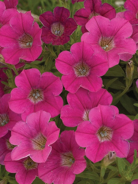Hanging Basket - Little Moments