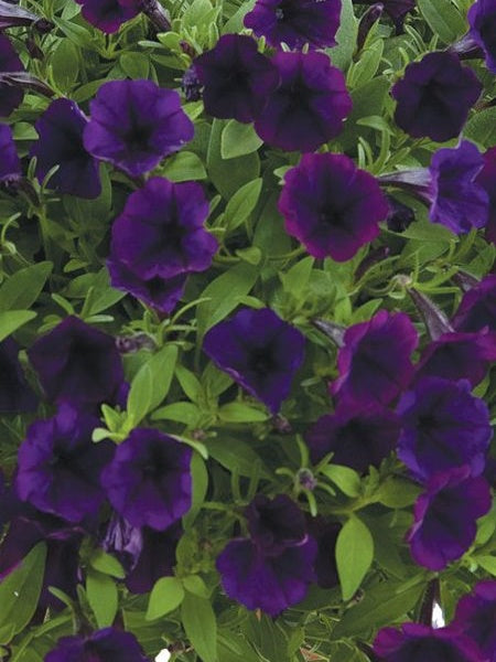 Hanging Basket - Little Moments
