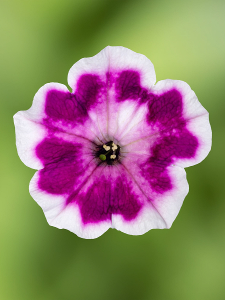 Petunia - Vegetative Painted Love Purple