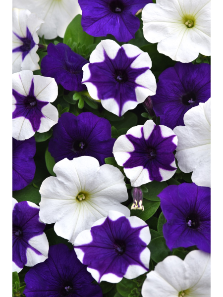 Petunia - E3 Easy Wave® Deja Vu Mix