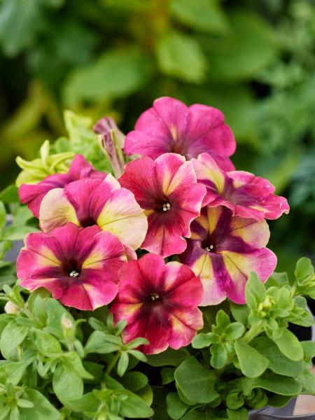 Petunia - Shake Raspberry