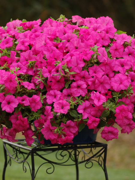 Petunia - Vegetative Surfinia Sumo Pink