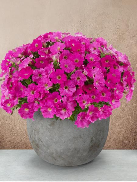 Petunia - Capella™ Rose
