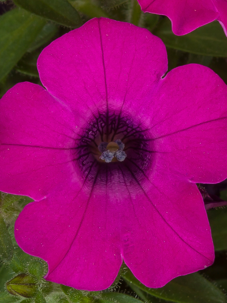 Hanging Flower Pouch - Petunia Itsy Magenta and Pink