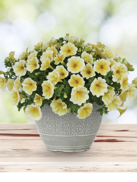 Petunia - Vegetative Ray Sunshine