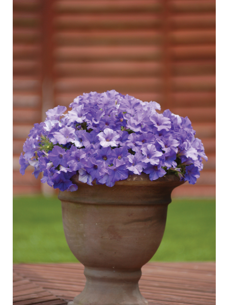 Petunia - Vegetative Surfinia Heavenly Blue