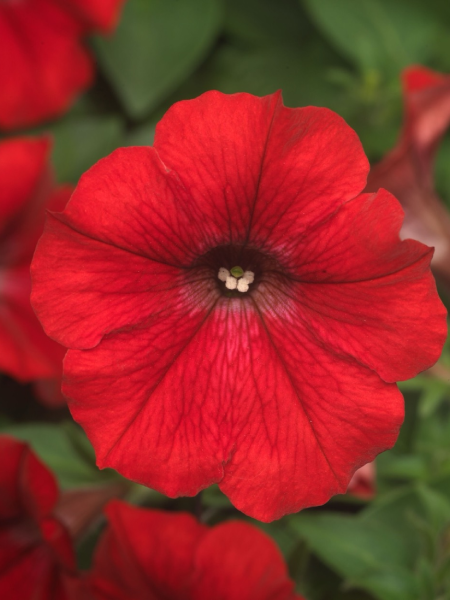 Petunia - Vegetative Dekko Red