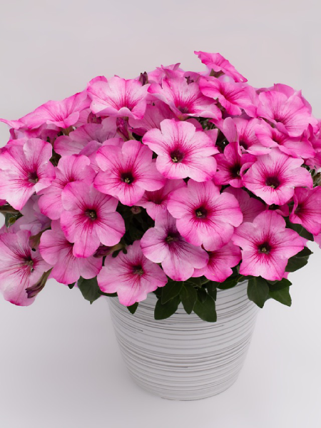 Petunia - Vegetative Pink Cloud