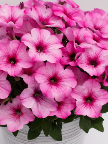 Petunia - Vegetative Pink Cloud
