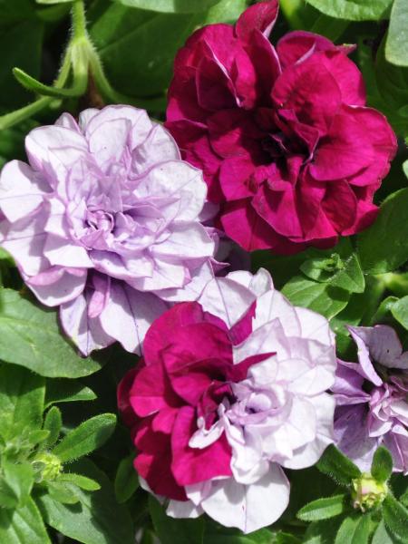 Petunia - Blanket Double Silver Surprise