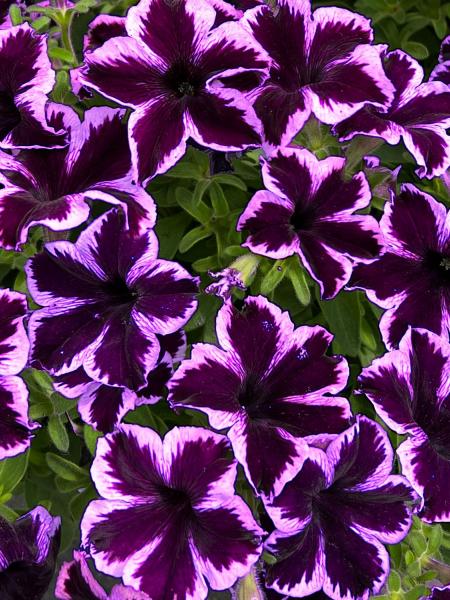 Petunia - Vegetative Crazytunia® Cosmic Violet