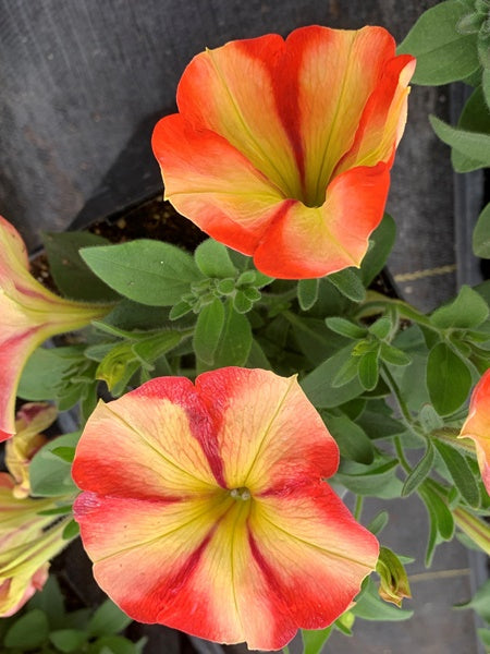 Petunia -  Vegetative Crazytunia Frisky Orange