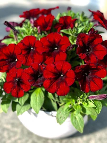 Petunia - Vegetative Crazytunia® Gingersnap