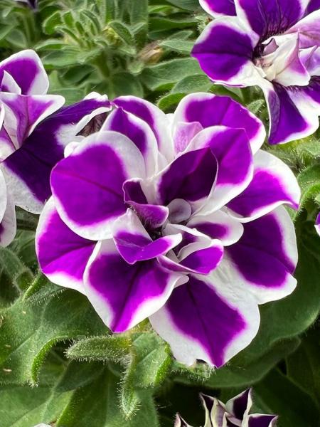 Petunia - Double Stuff Violet Star