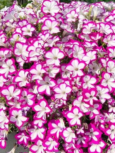 Petunia - Vegetative Flower Shower Ringo Star