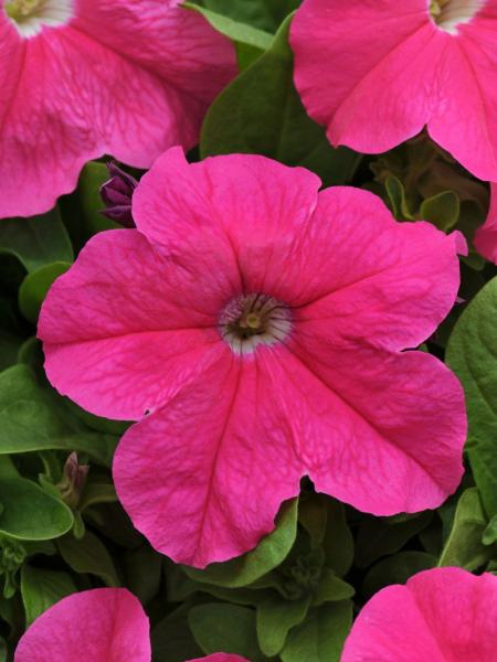 Petunia -  Pretty Grand Pink Deep