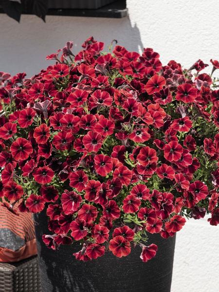Petunia - Vegetative Sweetunia Fiona Flash