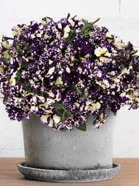 Petunia - Splash Dance™ Violet Vogue