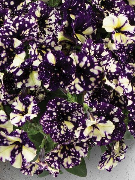 Petunia - Splash Dance™ Violet Vogue