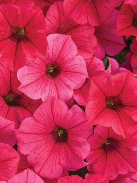 Petunia Vegetative Supertunia Vista Paradise
