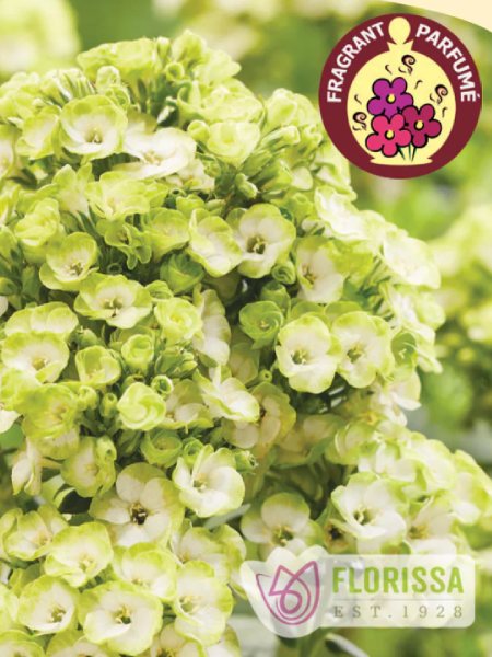 Phlox Paniculata Orchid Green
