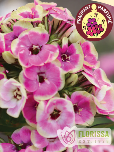 Phlox Paniculata Orchid Yellow