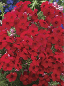 Phlox - Paniculata Garden Phlox Red Flame