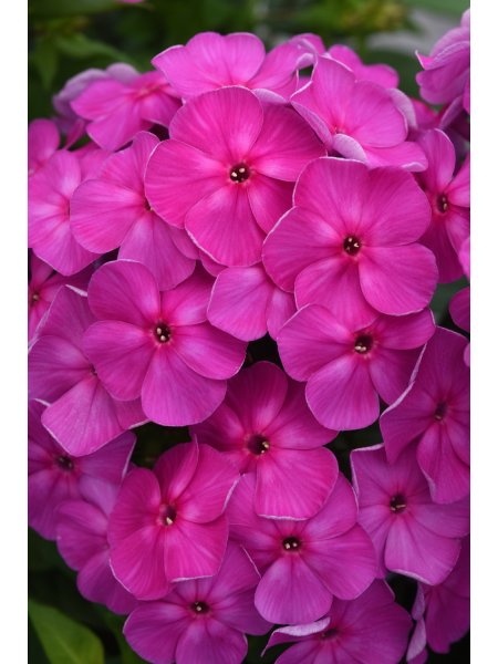 Phlox - Paniculata Super Ka-Pow Lavender