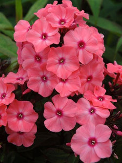 Phlox - Paniculata Candy Store Coral Crème Drop