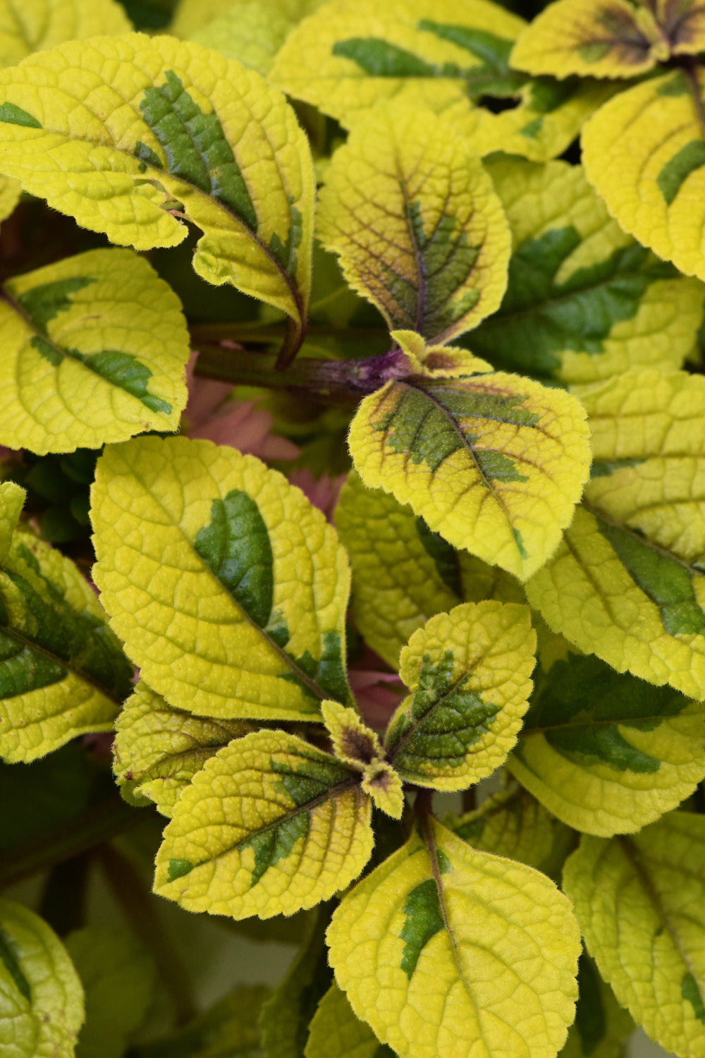Plectranthus Guacamole