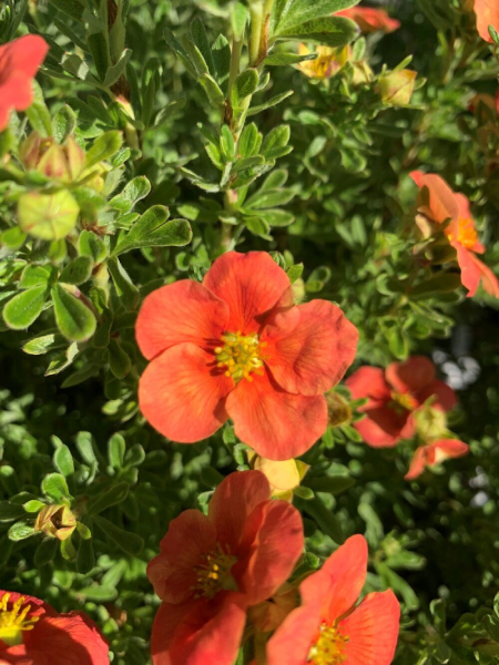 Potentilla - Happy Face Orange - 2 Gallon
