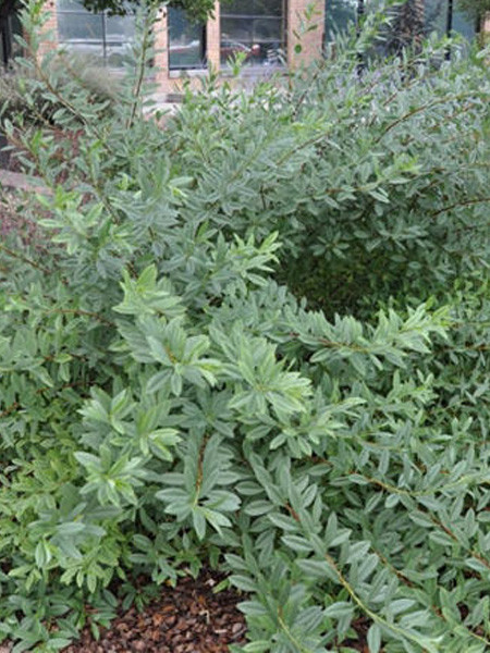 Sand Cherry - Western - 2 Gallon