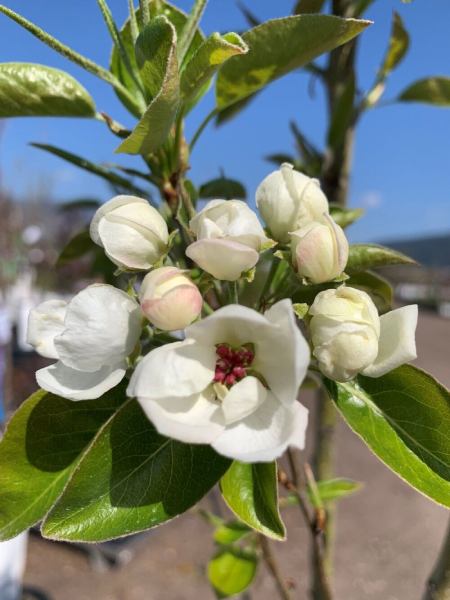 Pear - Prairie Welcome - 5 Gallon