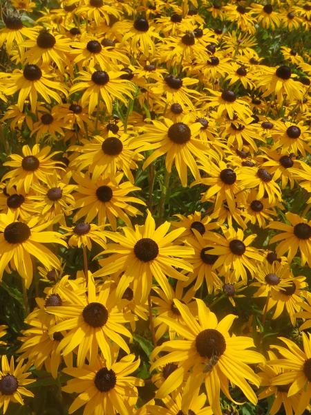 Rudbeckia - Black-Eyed Susan - Goldblitz