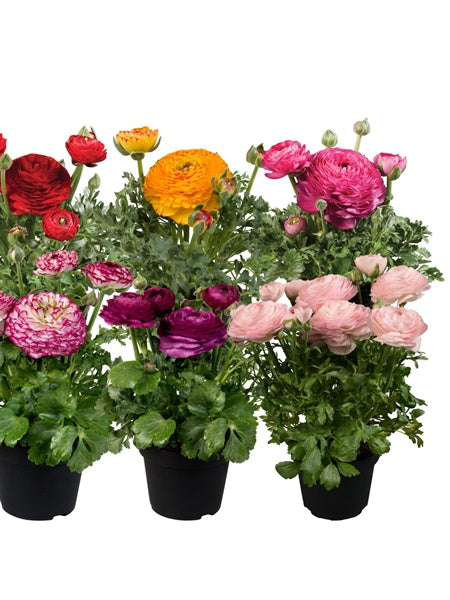 Ranunculus - Sprinkles/Mache™ Mix