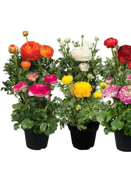 Ranunculus - Sprinkles/Mache™ Mix