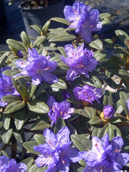 Rhododendron - Ramapo 2 Gallon