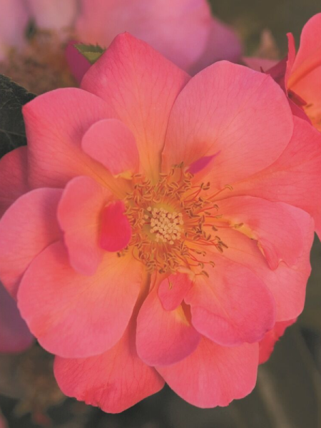 Rose - Easy El® All The Rage