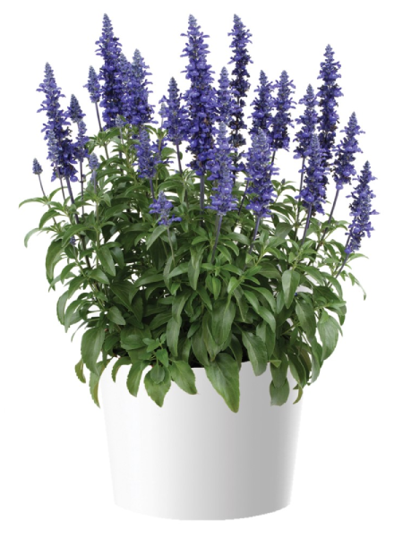 Salvia - Sallyfun Blue Lagoon