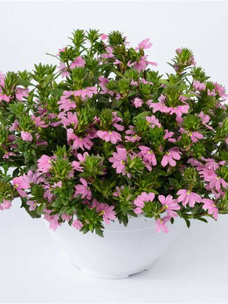 Scaevola - Pink Blessing