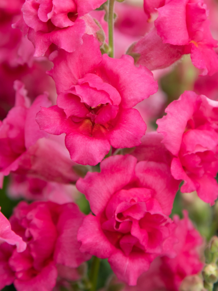 Snapdragon Sweet Duet Rose Shade