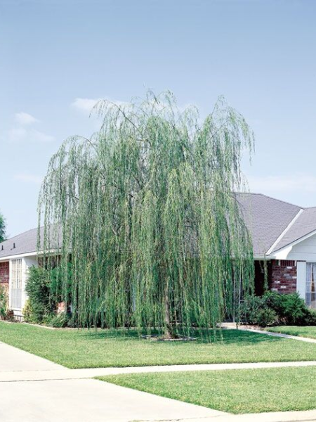 Willow - Prairie Cascade Weeping - 10 Gallon