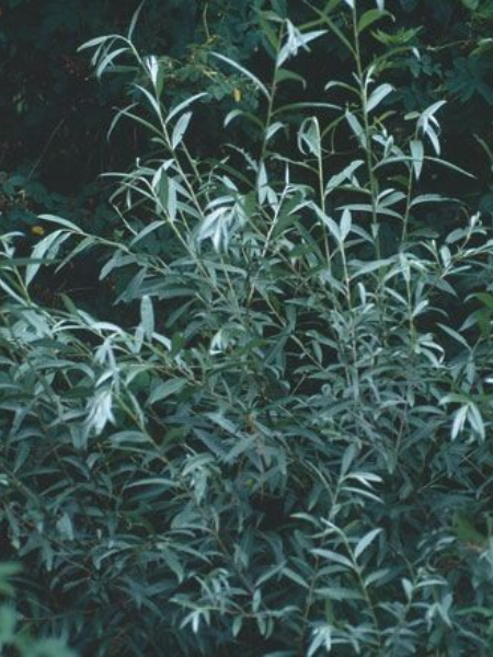 Willow - Silver Silky Willow- 5 Gallon