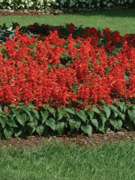 Salvia - Red Hot Sally II