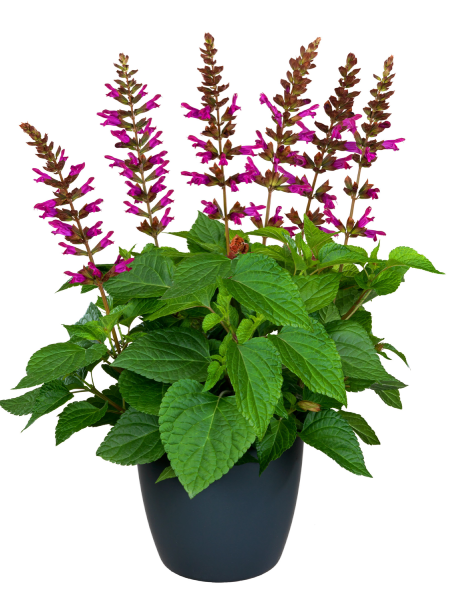 Salvia - Salgoon Lake Flamingo