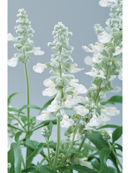 Salvia - Sallyfun Pure White