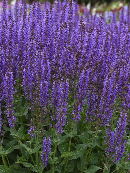 Salvia - Blue by You