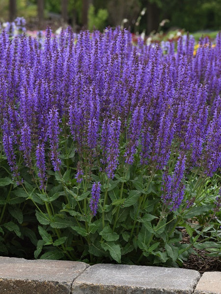 Salvia - Blue by You