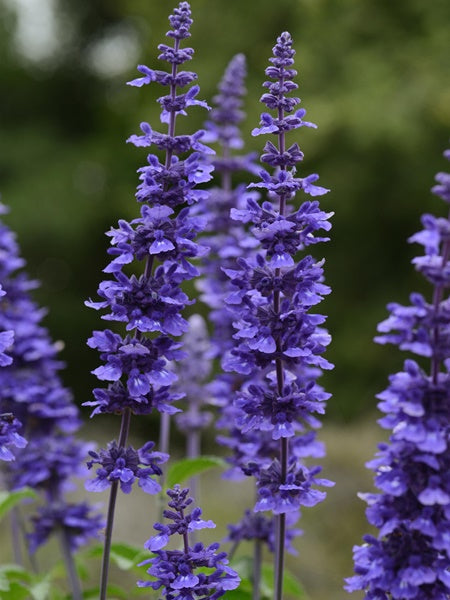 Salvia - Mystic Spires